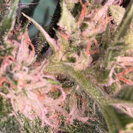 42 fast bud z-up auto kept small