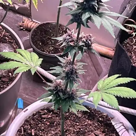 Purple haze dedicated to jimmi