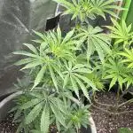 Peteys purple