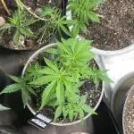42 fast bud z-up auto kept small
