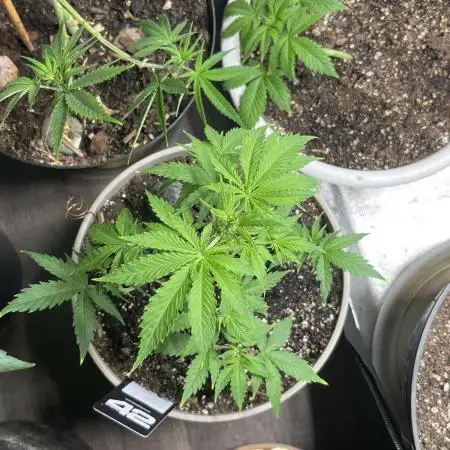 42 fast bud z-up auto kept small