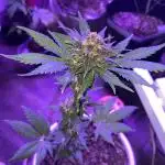 Purple haze dedicated to jimmi