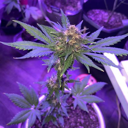 Purple haze dedicated to jimmi