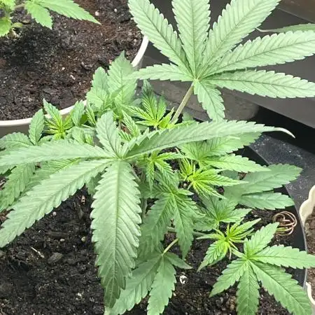 Peteys purple
