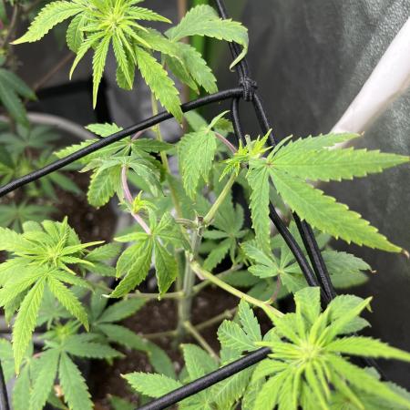 Native sun and Fatbuds bonsai