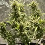 1st grow