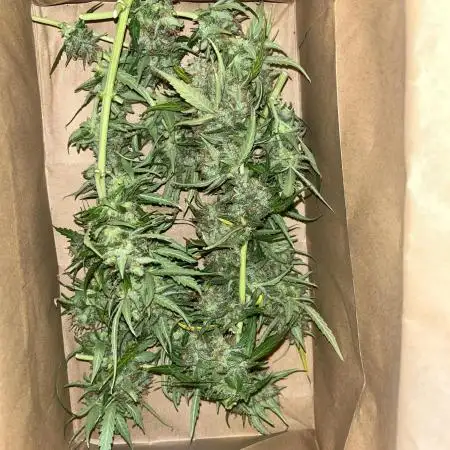 1st grow