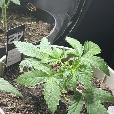 42 fast bud z-up auto kept small