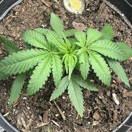 Peteys purple