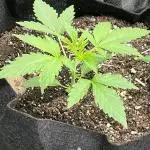Native sun and Fatbuds bonsai
