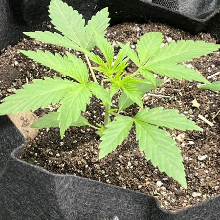 Native sun and Fatbuds bonsai