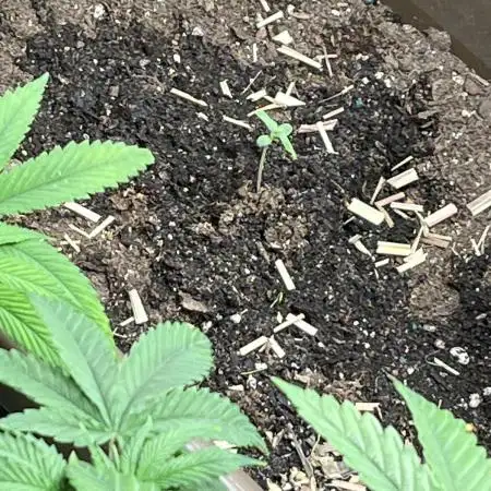 Divine seeds
