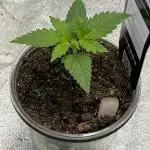 42 fast bud z-up auto kept small