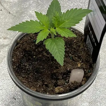 42 fast bud z-up auto kept small