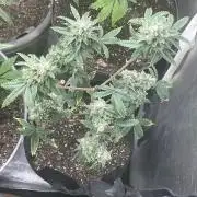 Native sun and Fatbuds bonsai