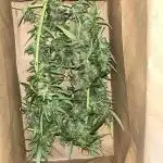 1st grow