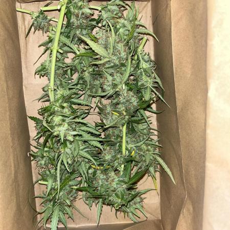 1st grow