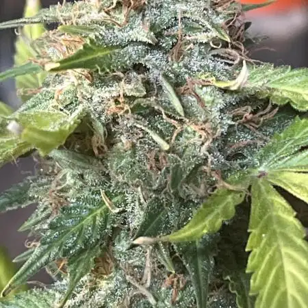 1st grow