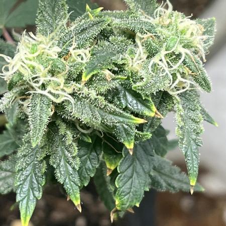 Native sun and Fatbuds bonsai