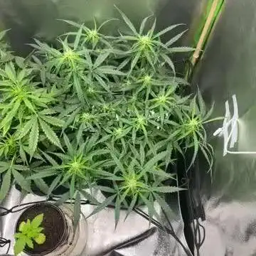 1st grow