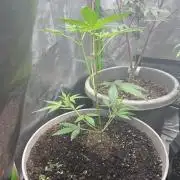 Seedtiva and bag seeds