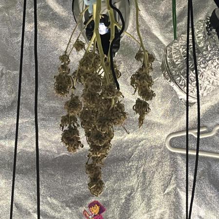 1st grow
