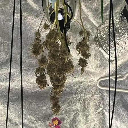 1st grow