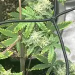 Native sun and Fatbuds bonsai