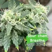 Native sun and Fatbuds bonsai