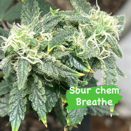 Native sun and Fatbuds bonsai