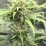 1st grow