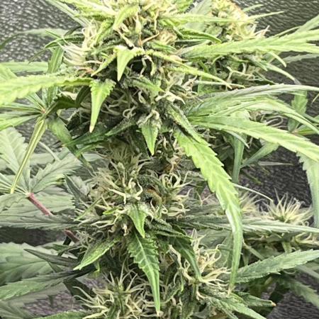 1st grow