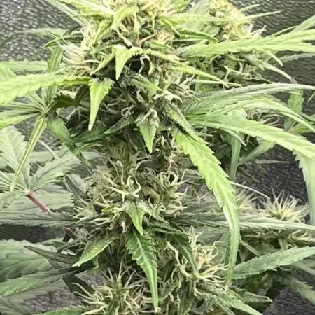 1st grow