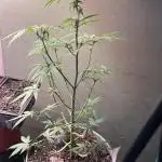 42 fast bud z-up auto kept small