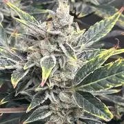 Seedtiva and bag seeds