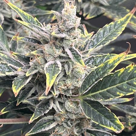 Seedtiva and bag seeds