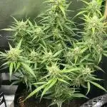 1st grow