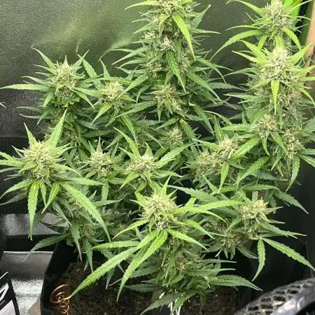 1st grow