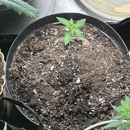 Native sun and Fatbuds bonsai