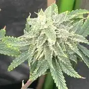 Native sun and Fatbuds bonsai