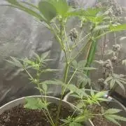 Seedtiva and bag seeds
