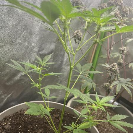 Seedtiva and bag seeds