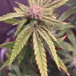 42 fast bud z-up auto kept small