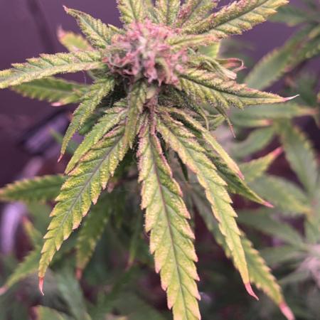 42 fast bud z-up auto kept small