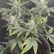 Seedtiva and bag seeds