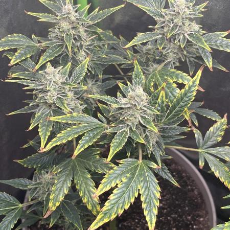 Seedtiva and bag seeds