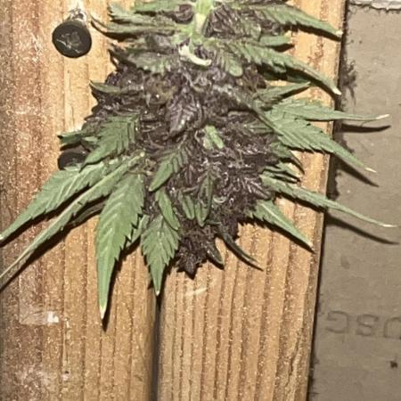 Purple haze dedicated to jimmi