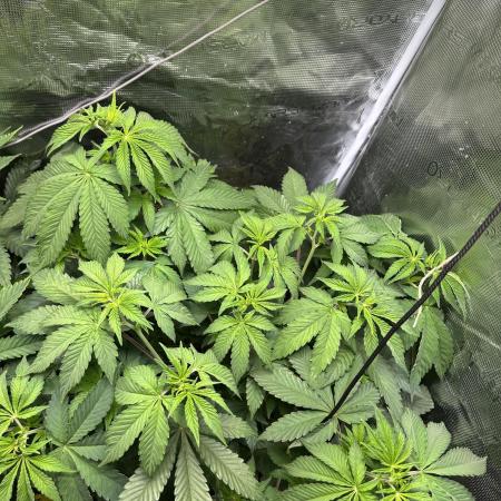 Ice Sweets: Frozen black cherry