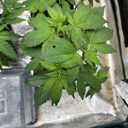 Ice Sweets: Frozen black cherry