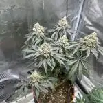 First Time Permanent Marker 🖊️🤩